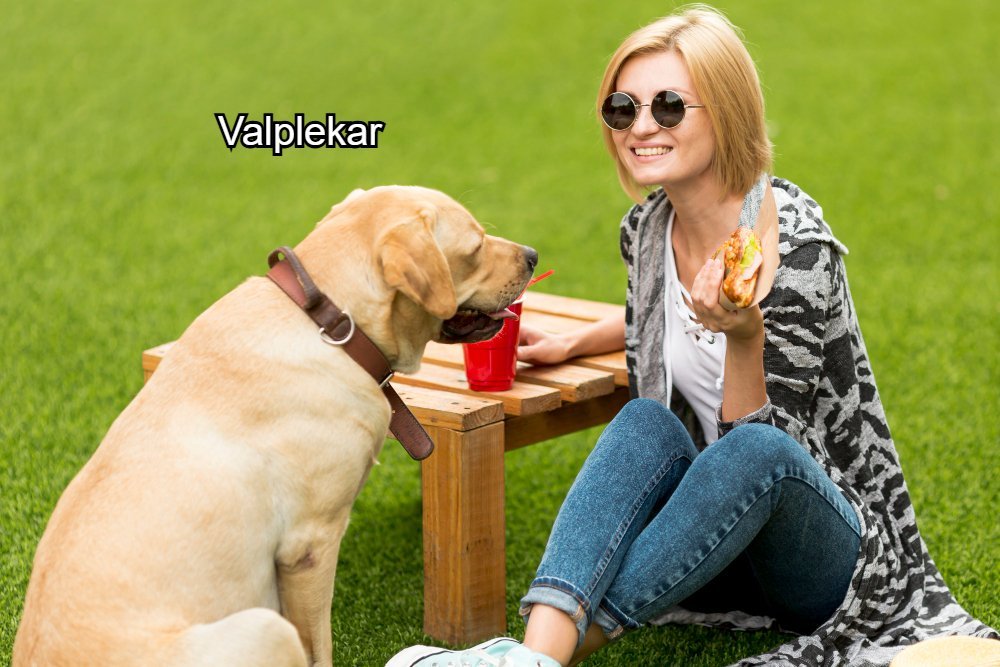 Valplekar